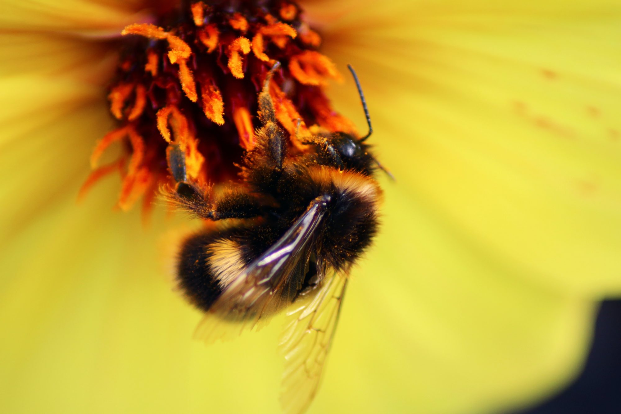 Don't go to the emergency for a bee sting if it's not life threatening! Let us help.